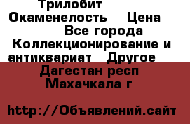 Трилобит Asaphus. Окаменелость. › Цена ­ 300 - Все города Коллекционирование и антиквариат » Другое   . Дагестан респ.,Махачкала г.